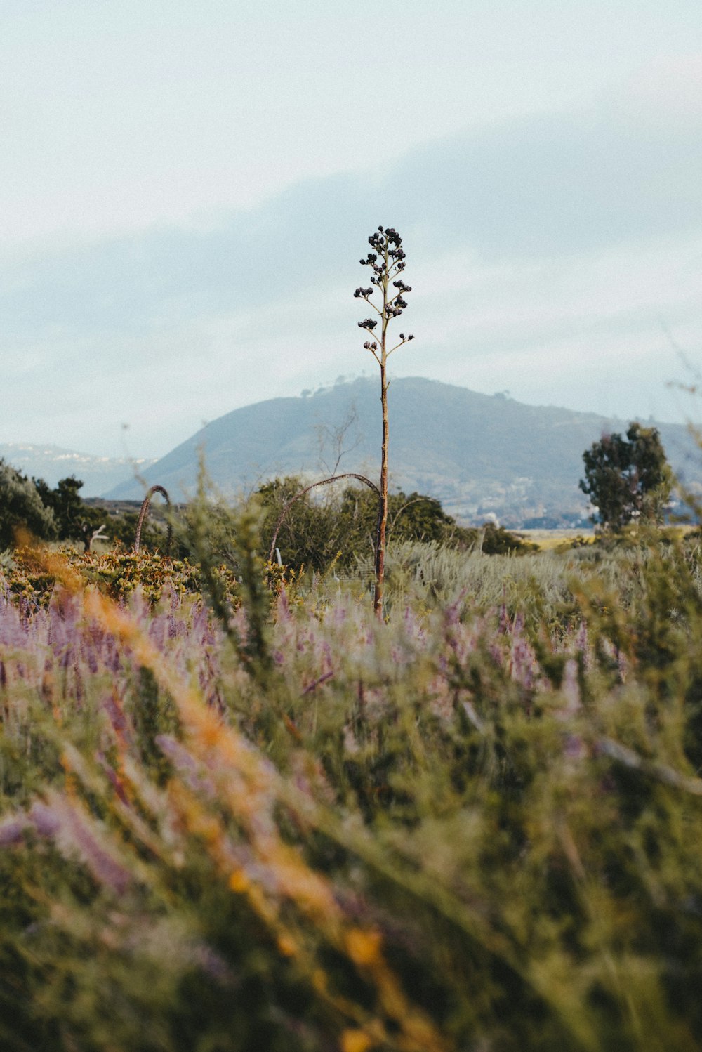 green and brown grass field near mountain during daytime