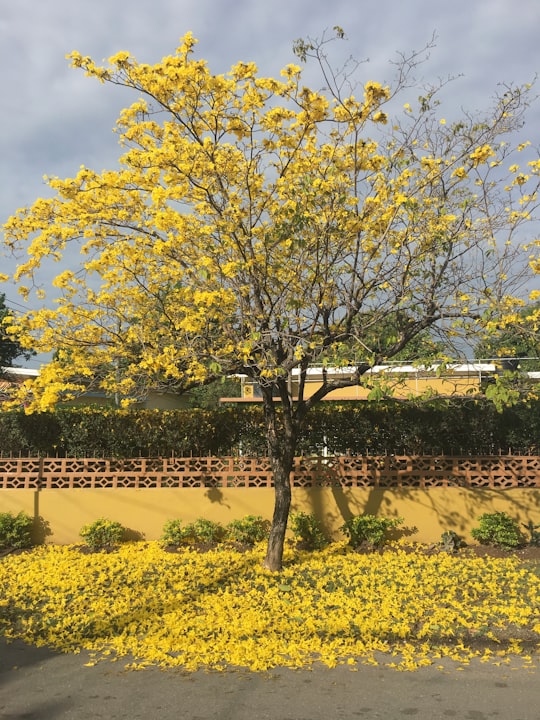 yellow leaf tree on brown field during daytime in Kingston Jamaica
