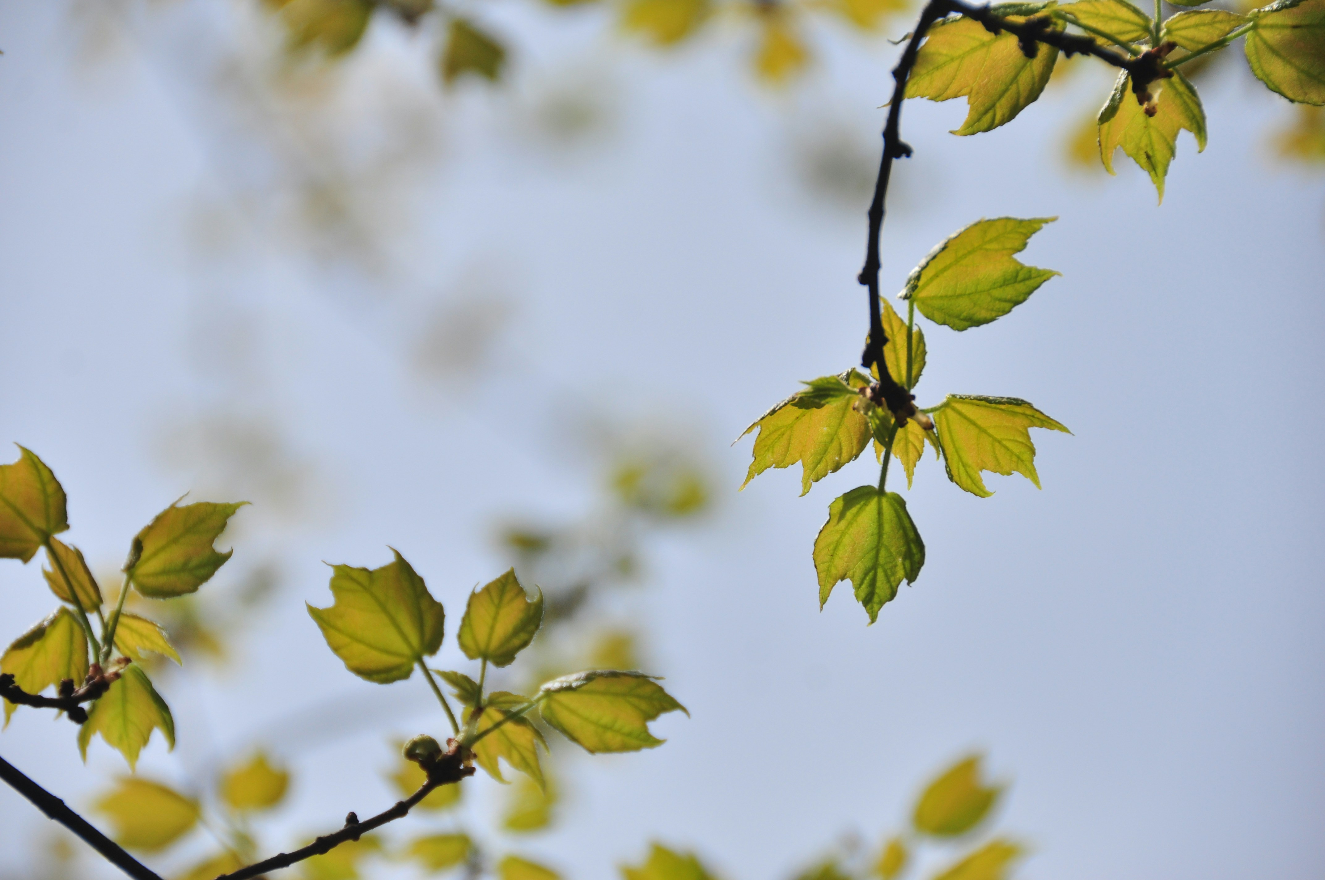 Photo by idonothingbutlove