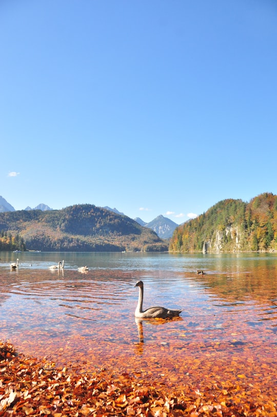 white swan on lake during daytime in Alpsee Germany