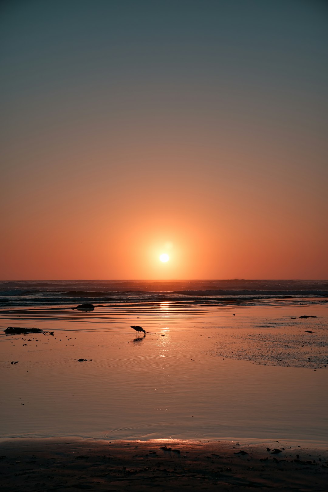 silhouette of birds on beach during sunset