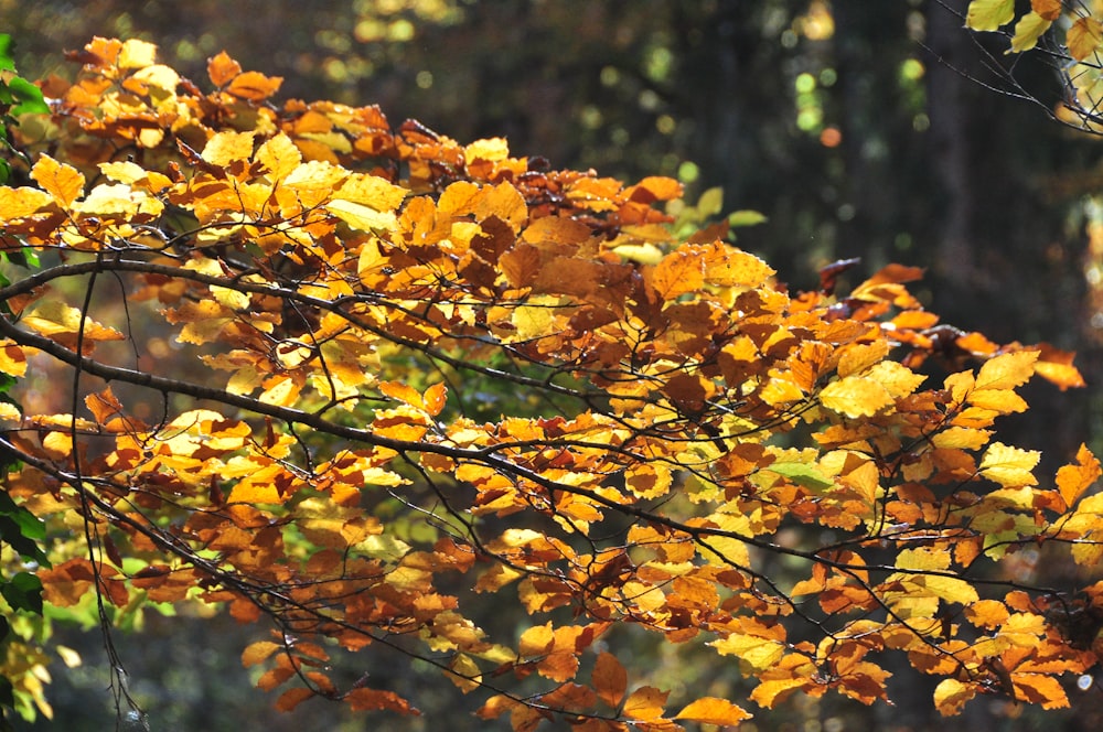 feuilles jaunes sur la branche de l’arbre pendant la journée