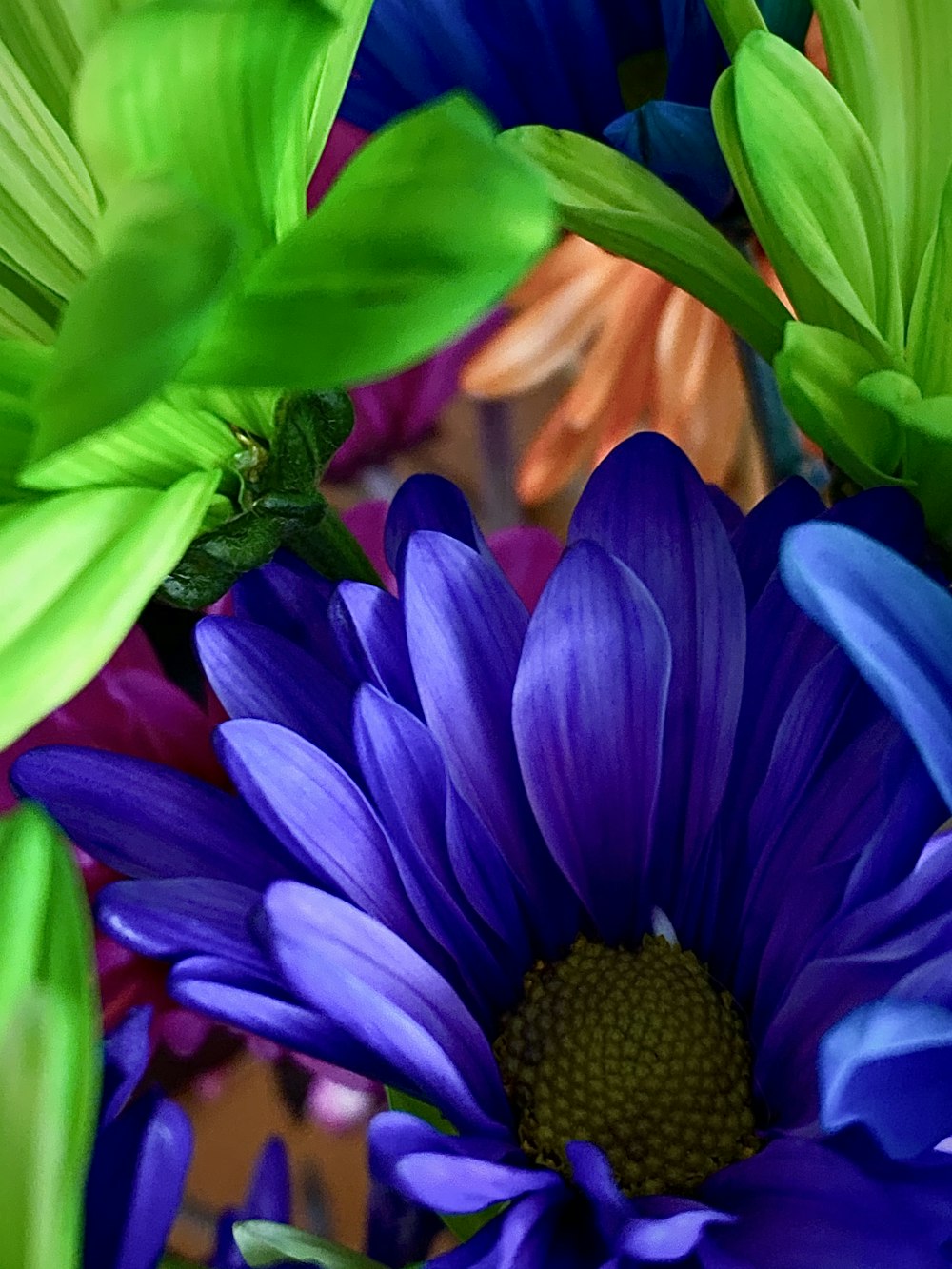 fleur violette dans la photo macro