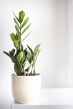 A vibrant green potted plant in a modern planter sitting on a white surface