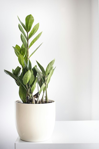 A vibrant green plant with elongated leaves sits in a sleek white pot, placed on a light-colored surface against a softly lit background.