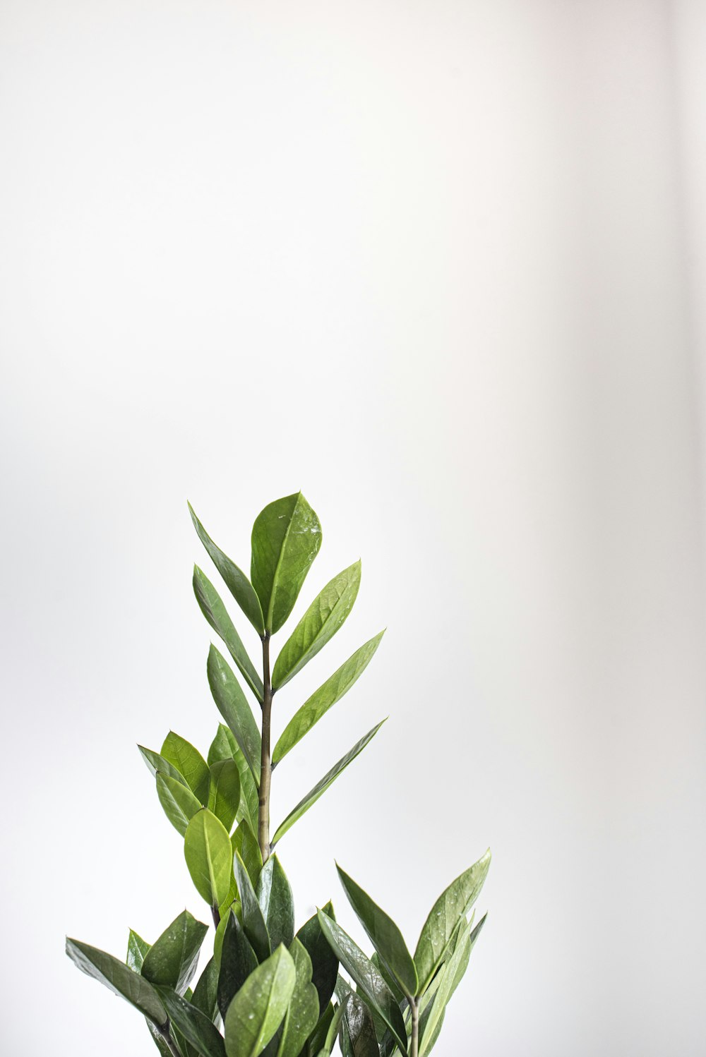 green leaves on white background