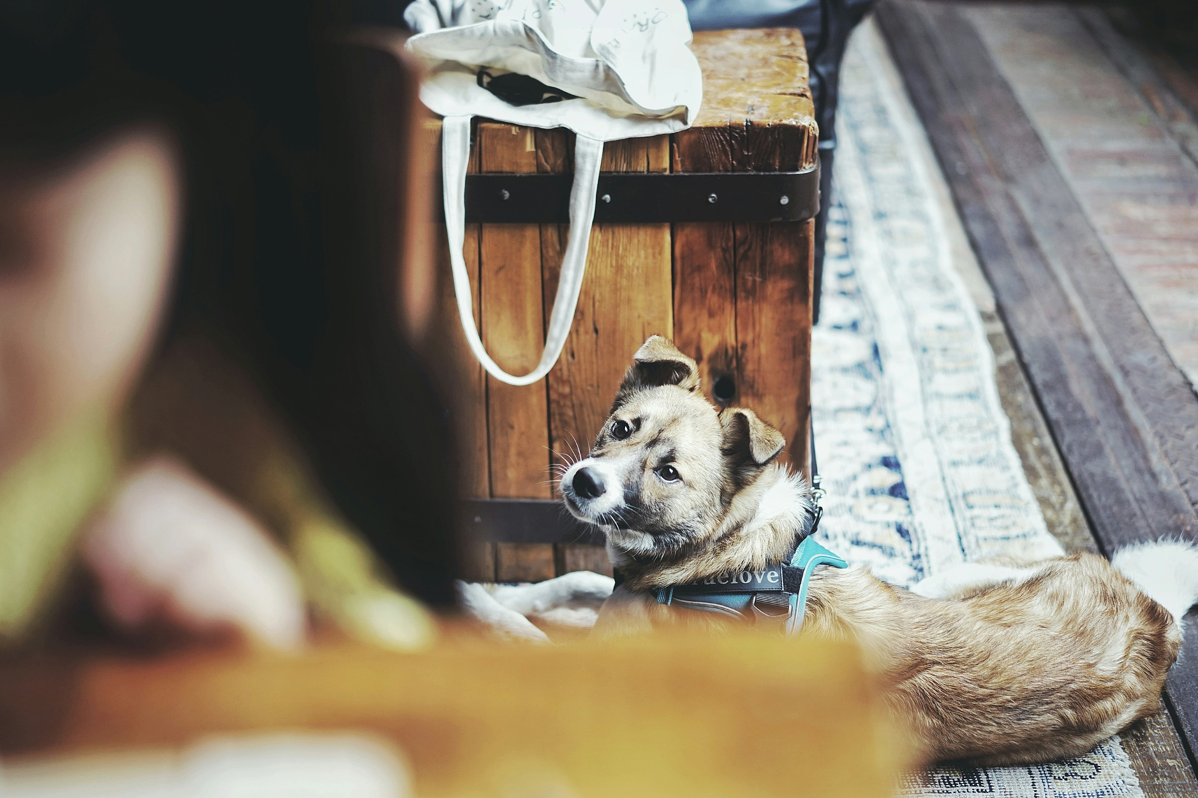 brown and white short coated dog lying on white textile