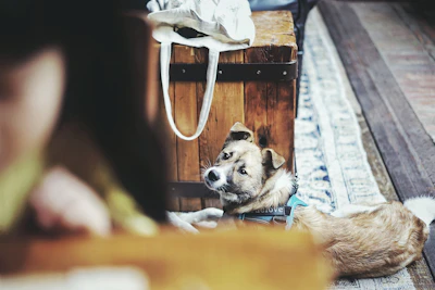 brown and white short coated dog lying on white textile
