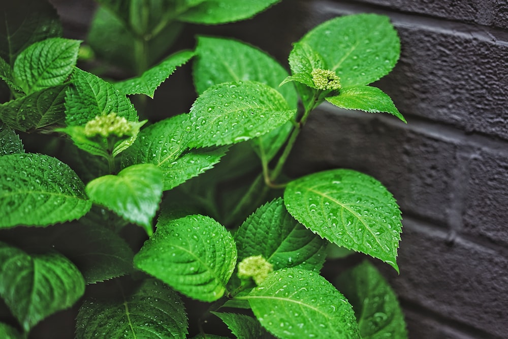 green plant with white flower