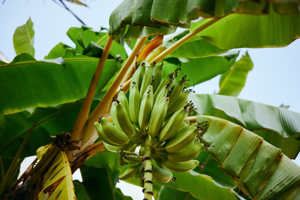 Frutos de plátano verde durante el día