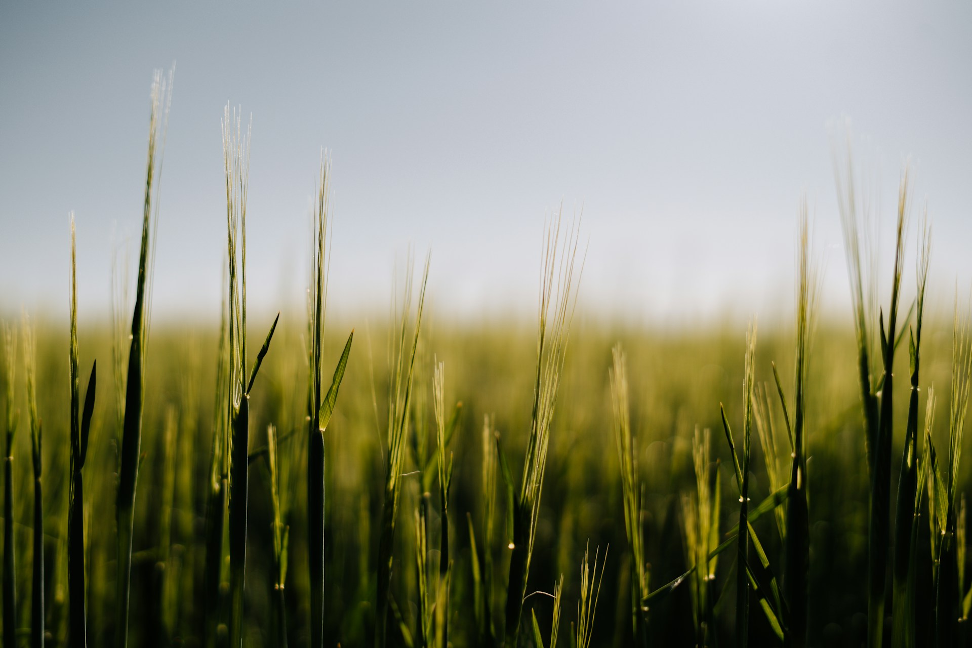 green wheat field during daytime