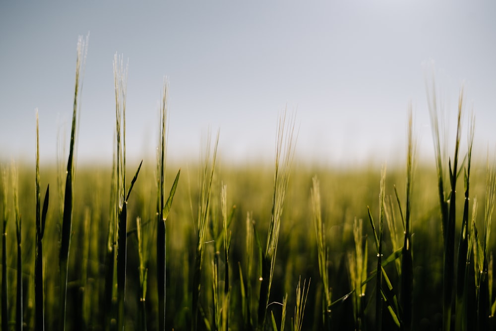 green wheat field during daytime