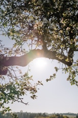 sun rays coming through green leaves