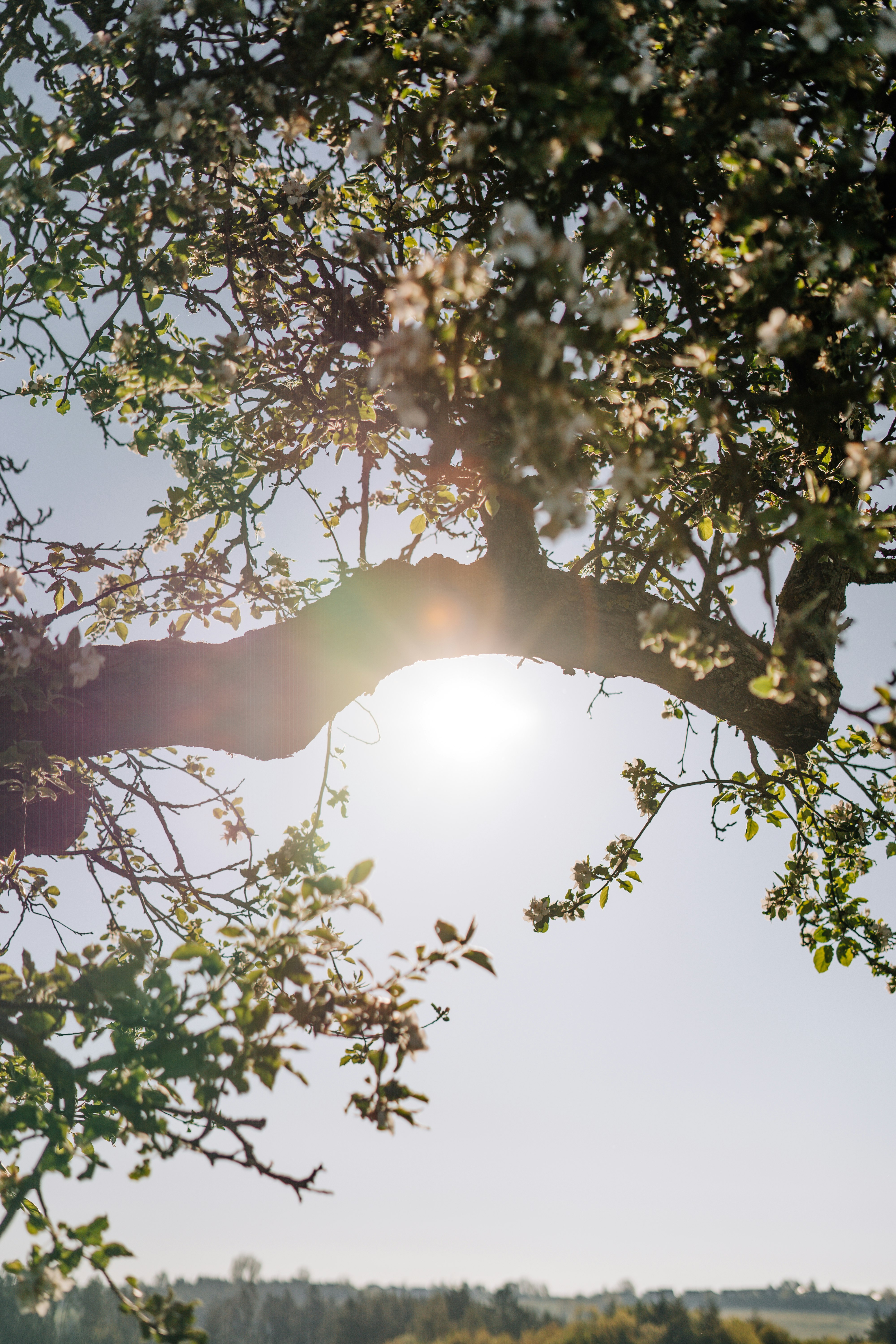 sun rays coming through green leaves