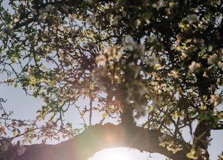 sun rays coming through green leaves