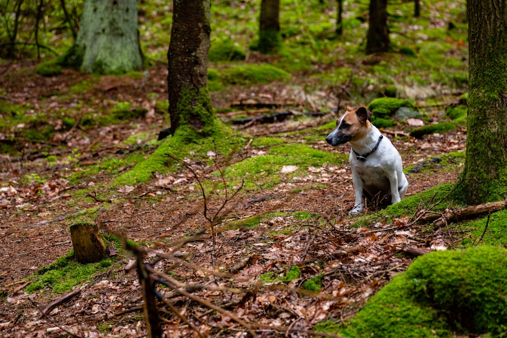 white and brown short coated dog on brown dried leaves