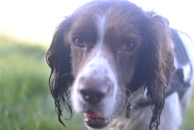 A close-up of a dog getting a gentle clean-down after a walk, surrounded by green trees