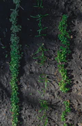 Rows of young vegetable seedlings sprouting in a sunlit garden bed.