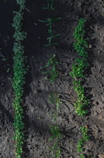 Rows of young green seedlings sprout from dark, rich soil. The plants are aligned neatly, suggesting a controlled agricultural or gardening environment.