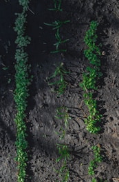 Rows of young green seedlings sprout from dark, rich soil. The plants are aligned neatly, suggesting a controlled agricultural or gardening environment.