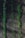 Rows of young green seedlings sprout from dark, rich soil. The plants are aligned neatly, suggesting a controlled agricultural or gardening environment.
