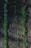 Rows of young green seedlings sprout from dark, rich soil. The plants are aligned neatly, suggesting a controlled agricultural or gardening environment.