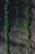 Rows of young green seedlings sprout from dark, rich soil. The plants are aligned neatly, suggesting a controlled agricultural or gardening environment.