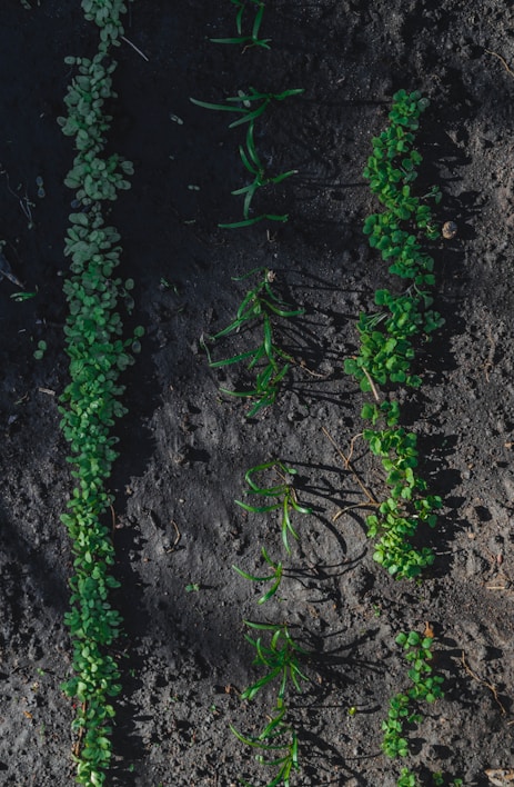 Rows of young green seedlings sprout from dark, rich soil. The plants are aligned neatly, suggesting a controlled agricultural or gardening environment.