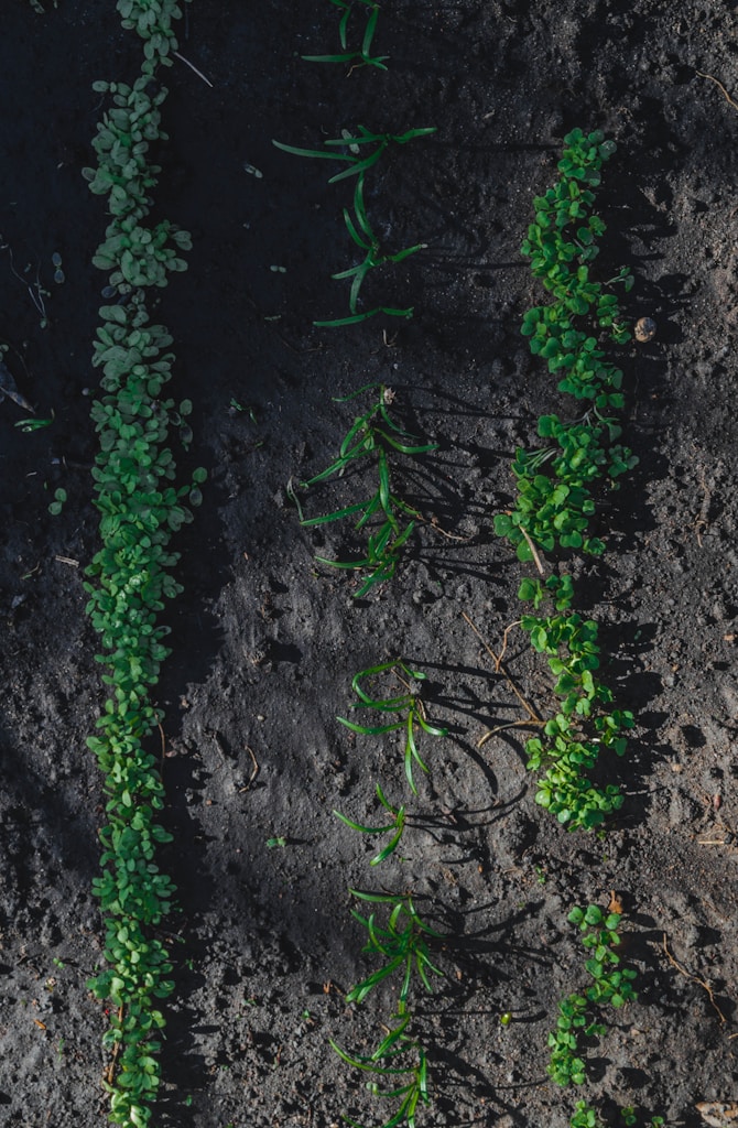Agricultural Fertilizers