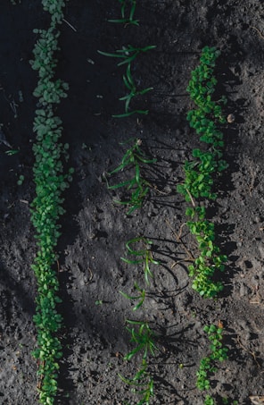 Rows of young green seedlings sprout from dark, rich soil. The plants are aligned neatly, suggesting a controlled agricultural or gardening environment.