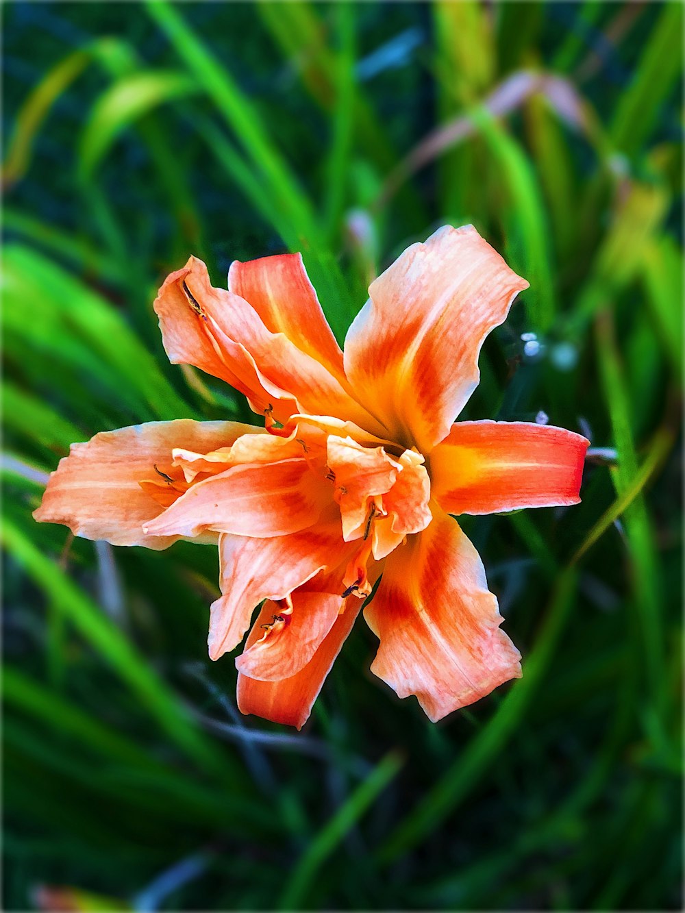 fiore d'arancio nell'obiettivo tilt shift