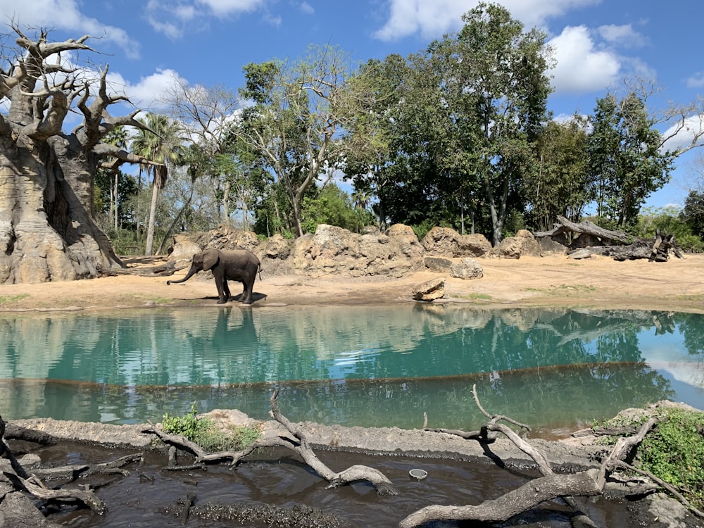 Brauner Elefant auf braunem Feld in der Nähe von Gewässern tagsüber