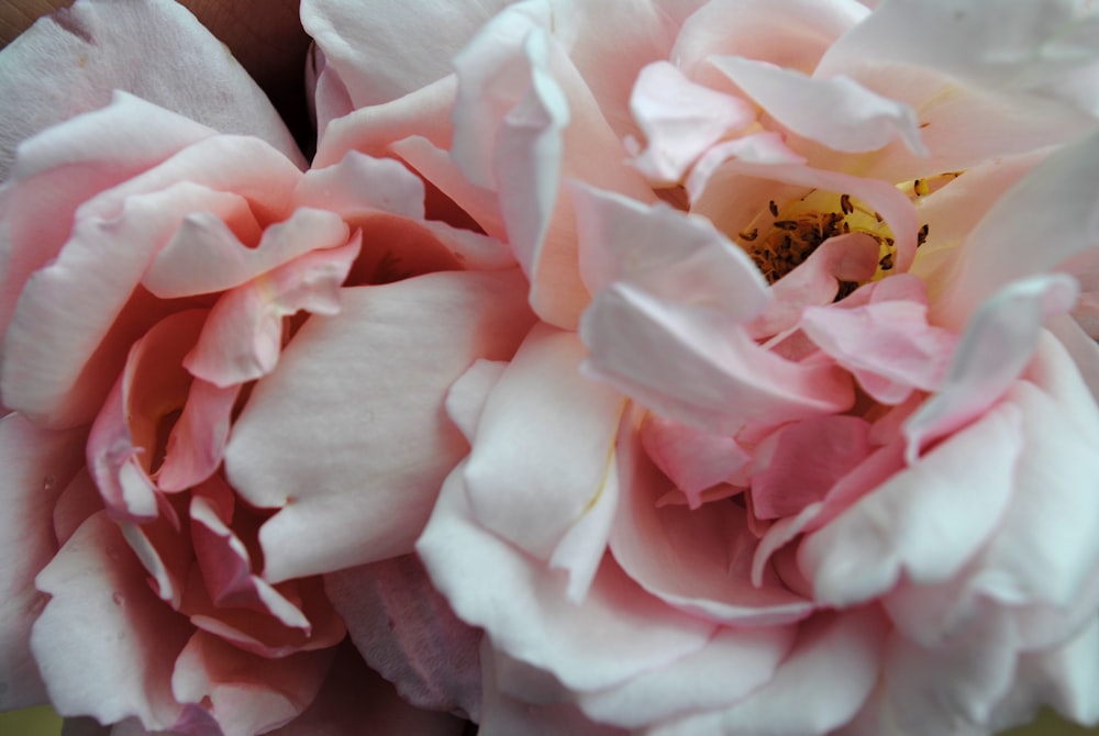 pink flower on brown textile