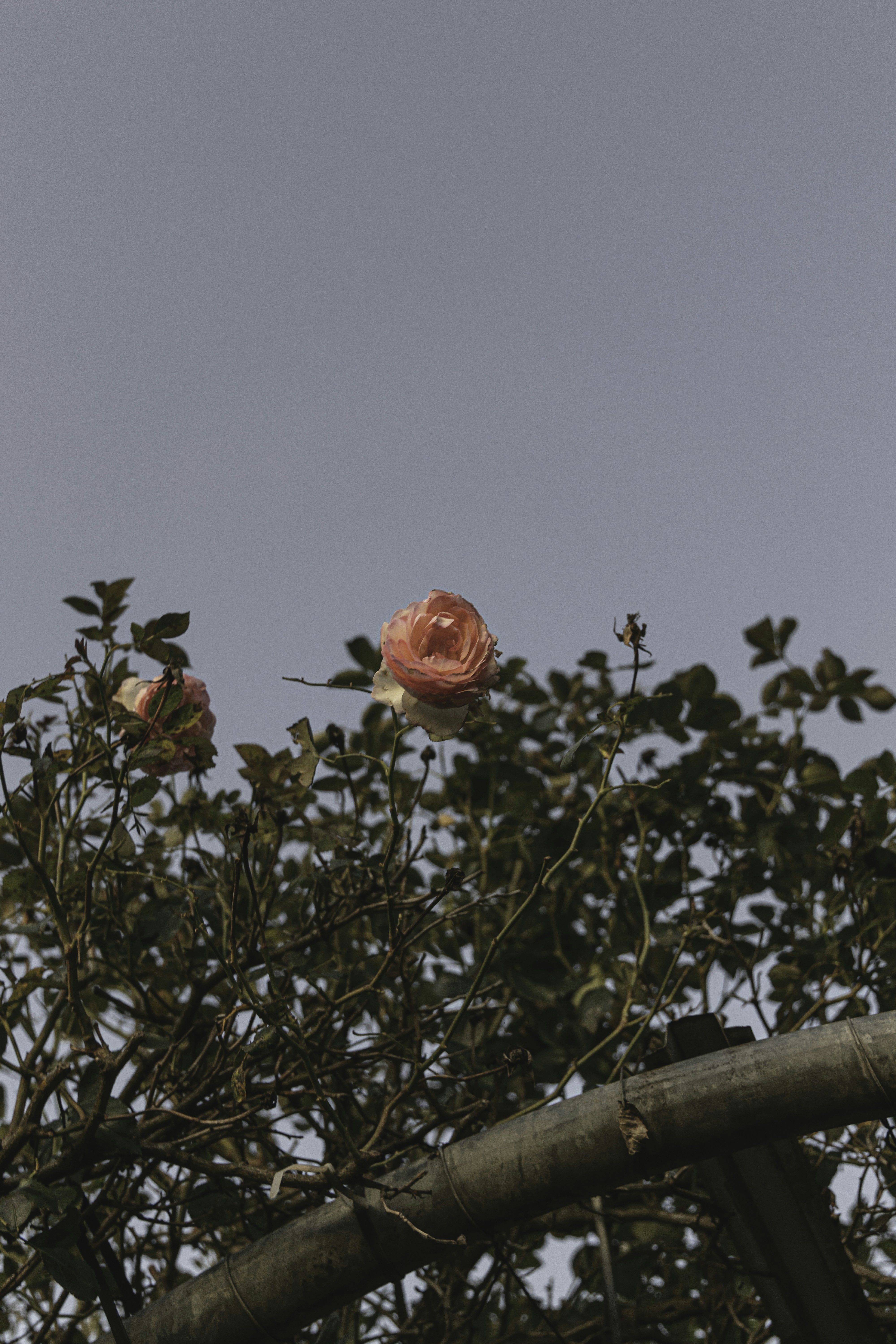 Photo by gryffyn1