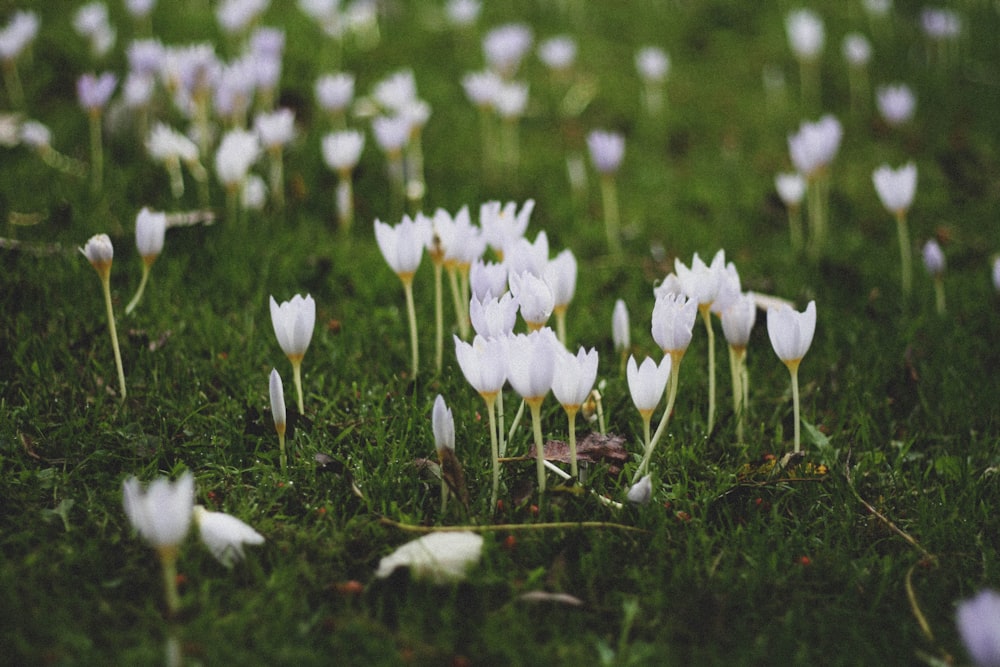 fleurs blanches sur l’herbe verte pendant la journée