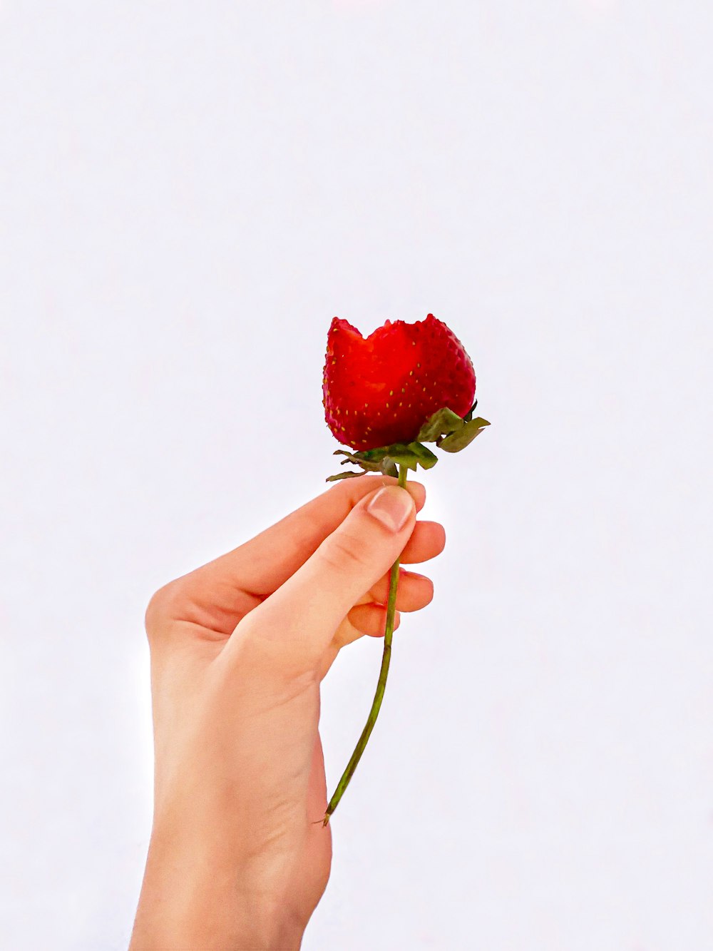 person holding red rose with green leaves