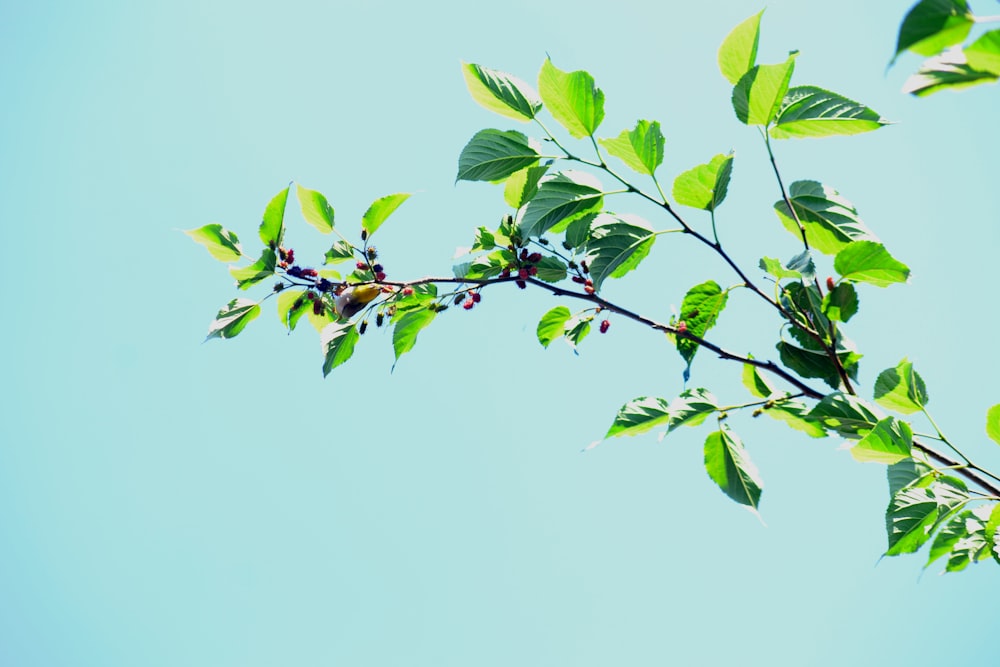 green leaves under white sky during daytime