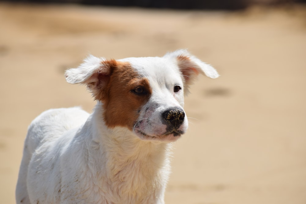 white and brown short coated dog