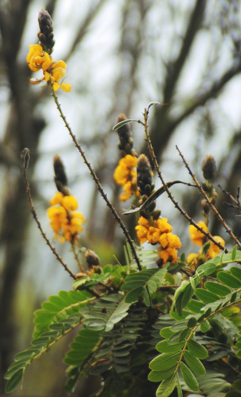 yellow flowers on green leaves