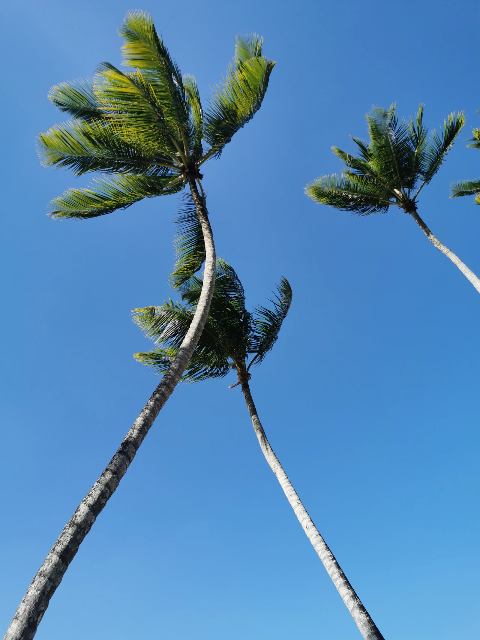 Palms along the town beach