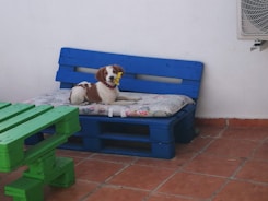 white and brown short coated dog on blue and white bench