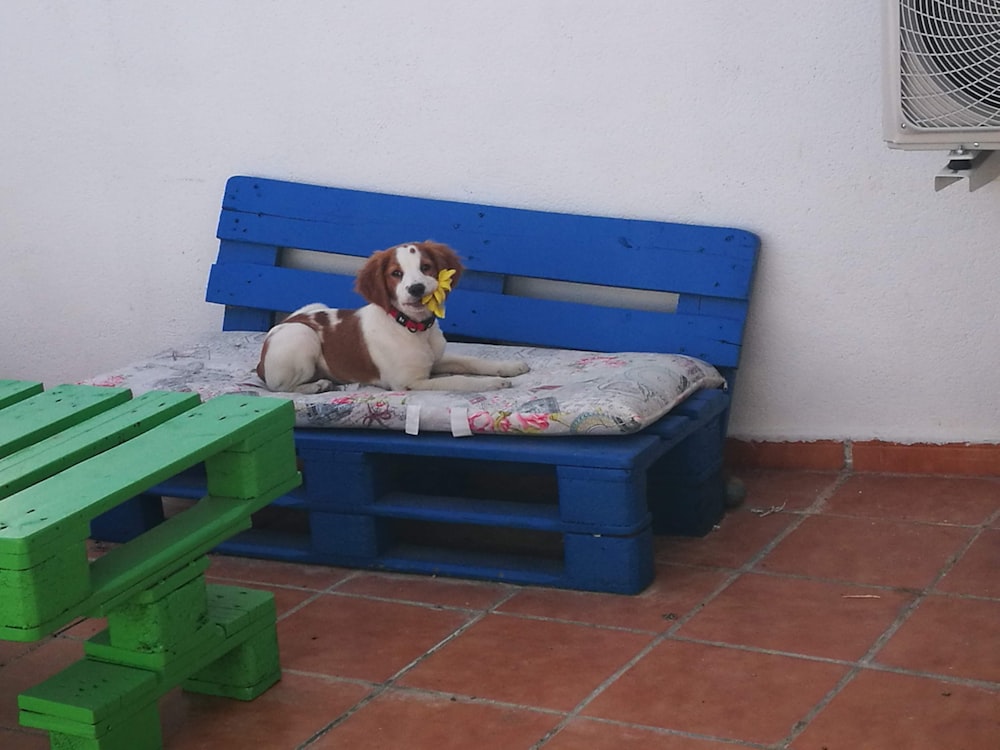 white and brown short coated dog on blue and white bench