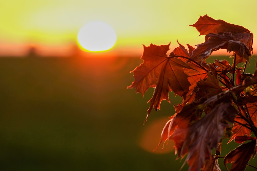 red maple leaf during sunset