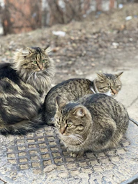 brown tabby cat lying on black and white textile