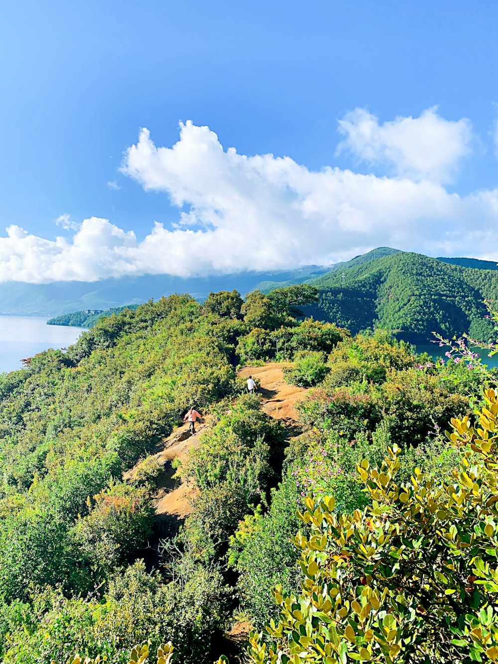 green trees on mountain under blue sky during daytime