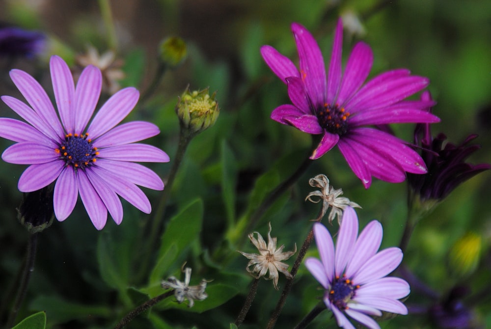 purple flower in tilt shift lens