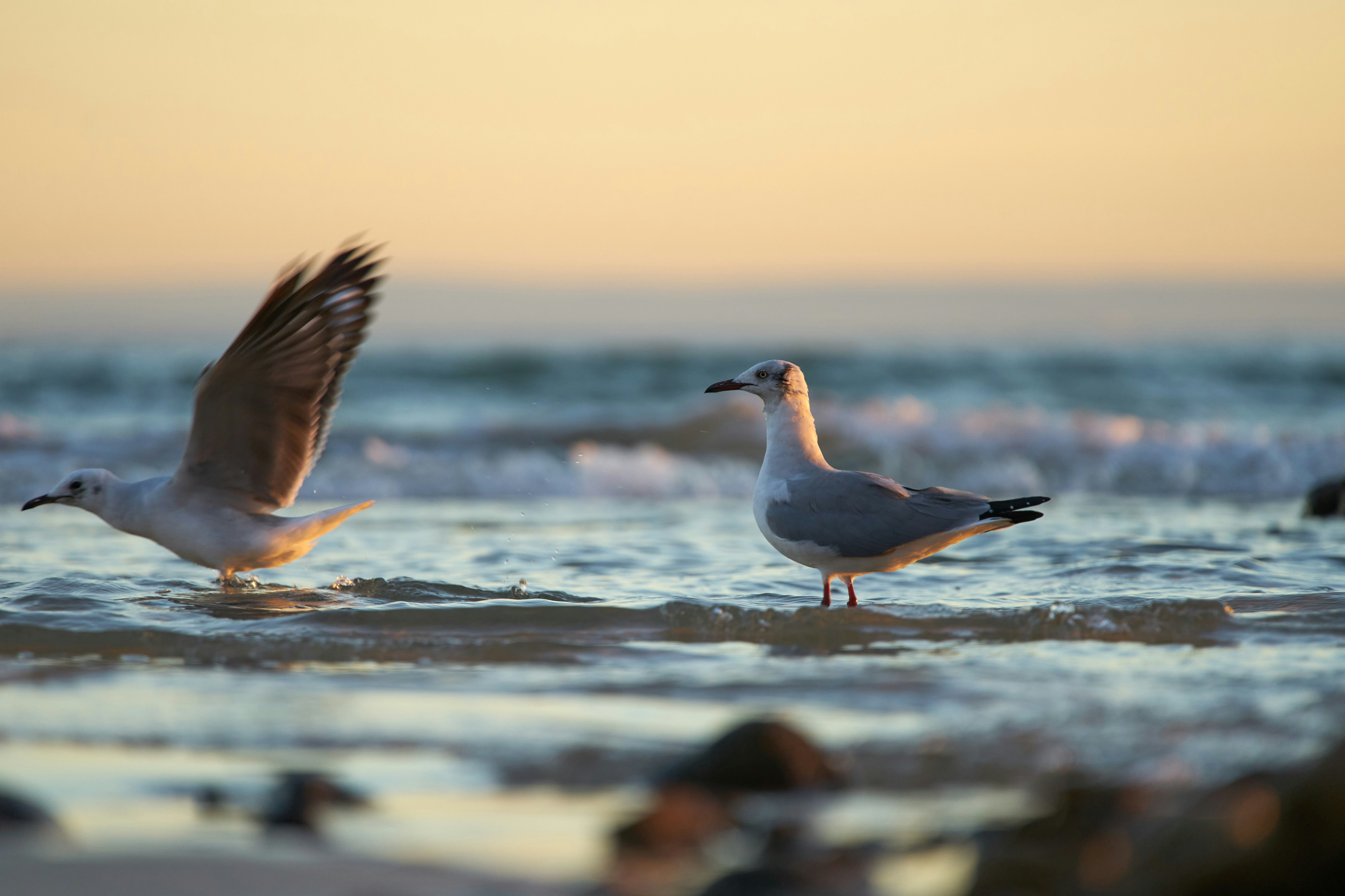 Photo by wolfgang_hasselmann