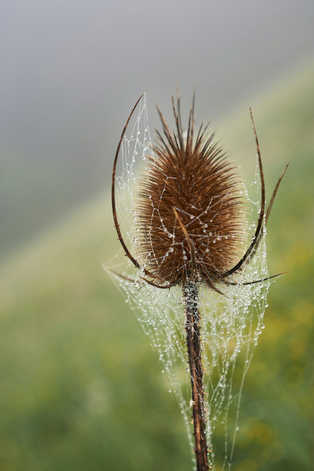 brown plant in close up photography