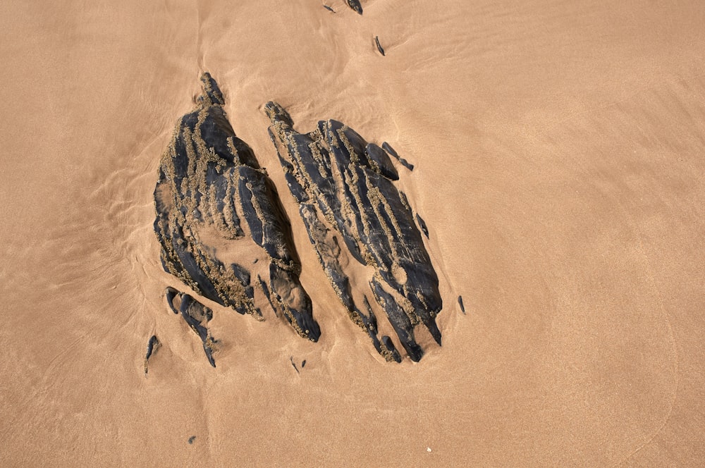 brown sand with green moss