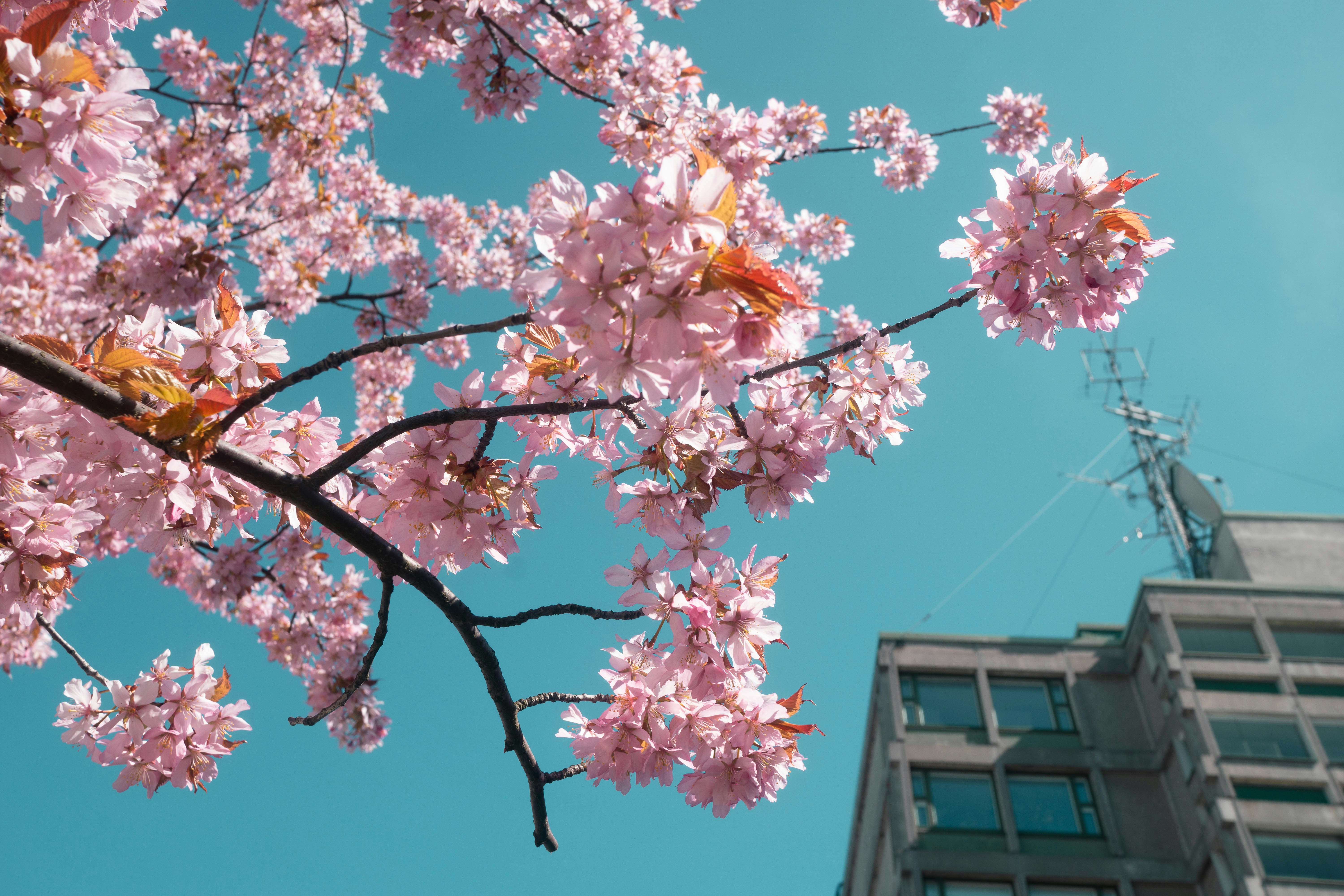 albero di ciliegio rosa in fiore durante il giorno